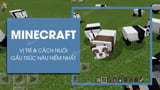 Cach nuoi gau truc nau trong Minecraft Cach nuoi gau truc nau trong Minecraft