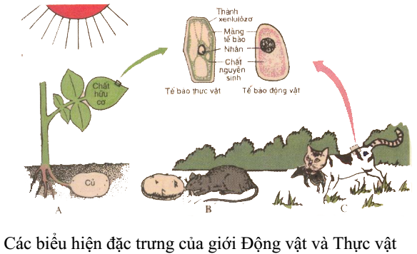 Tổng ôn tập lý thuyết phân biệt động vật với thực vật, đặc điểm chung của động vật môn sinh lớp 7