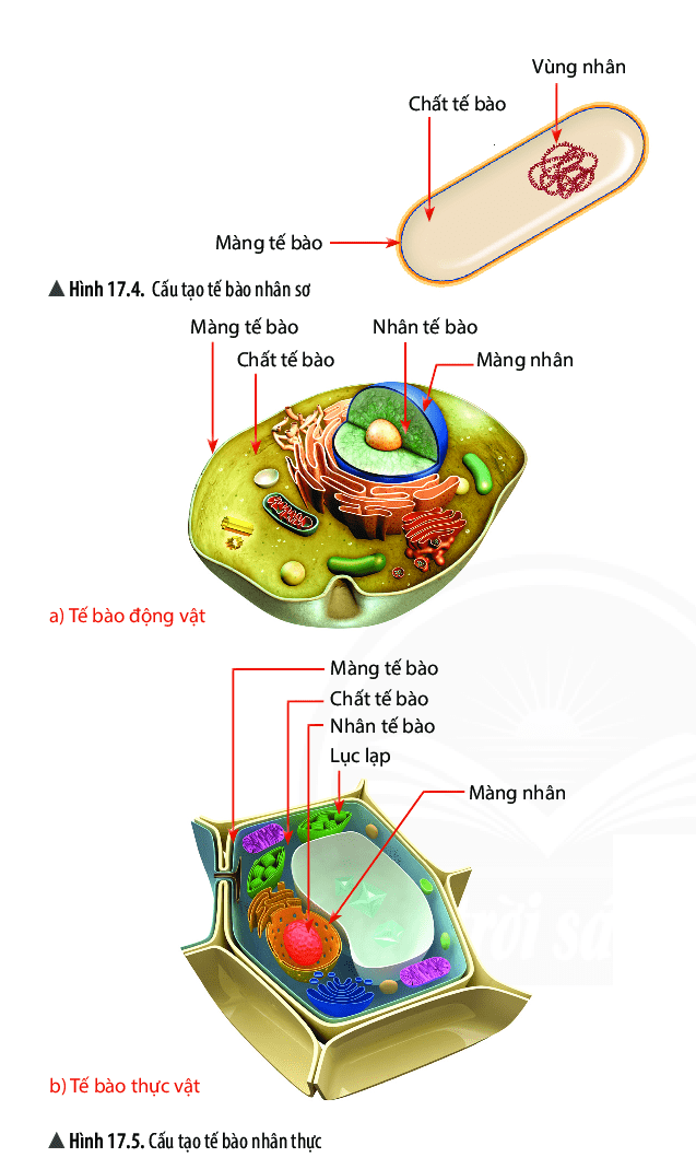 Quan sát hình 17.4, 17.5 và trả lời câu hỏi: - Trắc nghiệm Sinh học