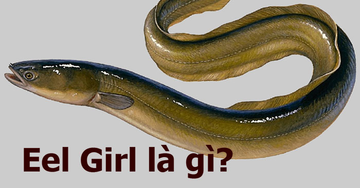 Eel Girl là gì