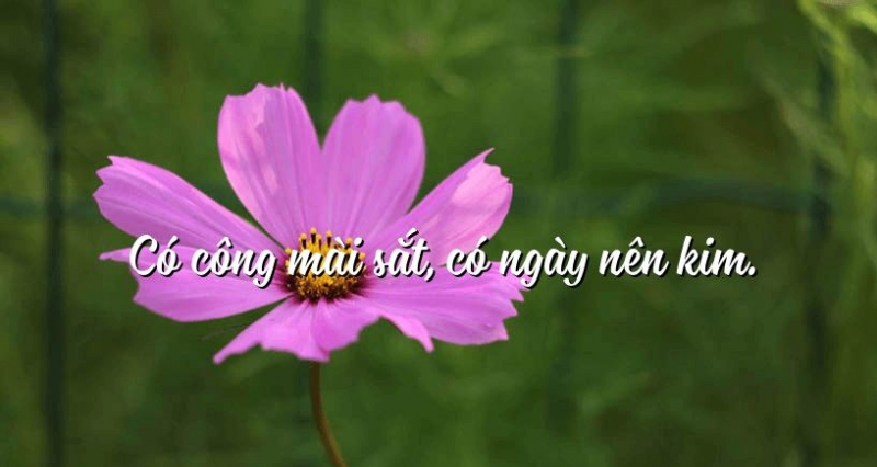 Chứng minh câu tục ngữ có công mài sắt