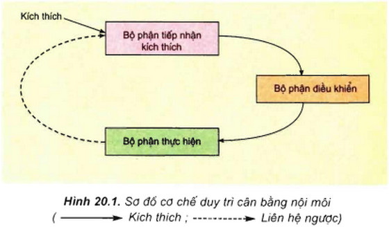 Cân bằng nội môi là gì