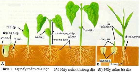 Sinh trưởng ở thực vật