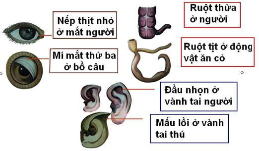 CHUẨN NHẤT] Cơ quan tương đồng là những cơ quan