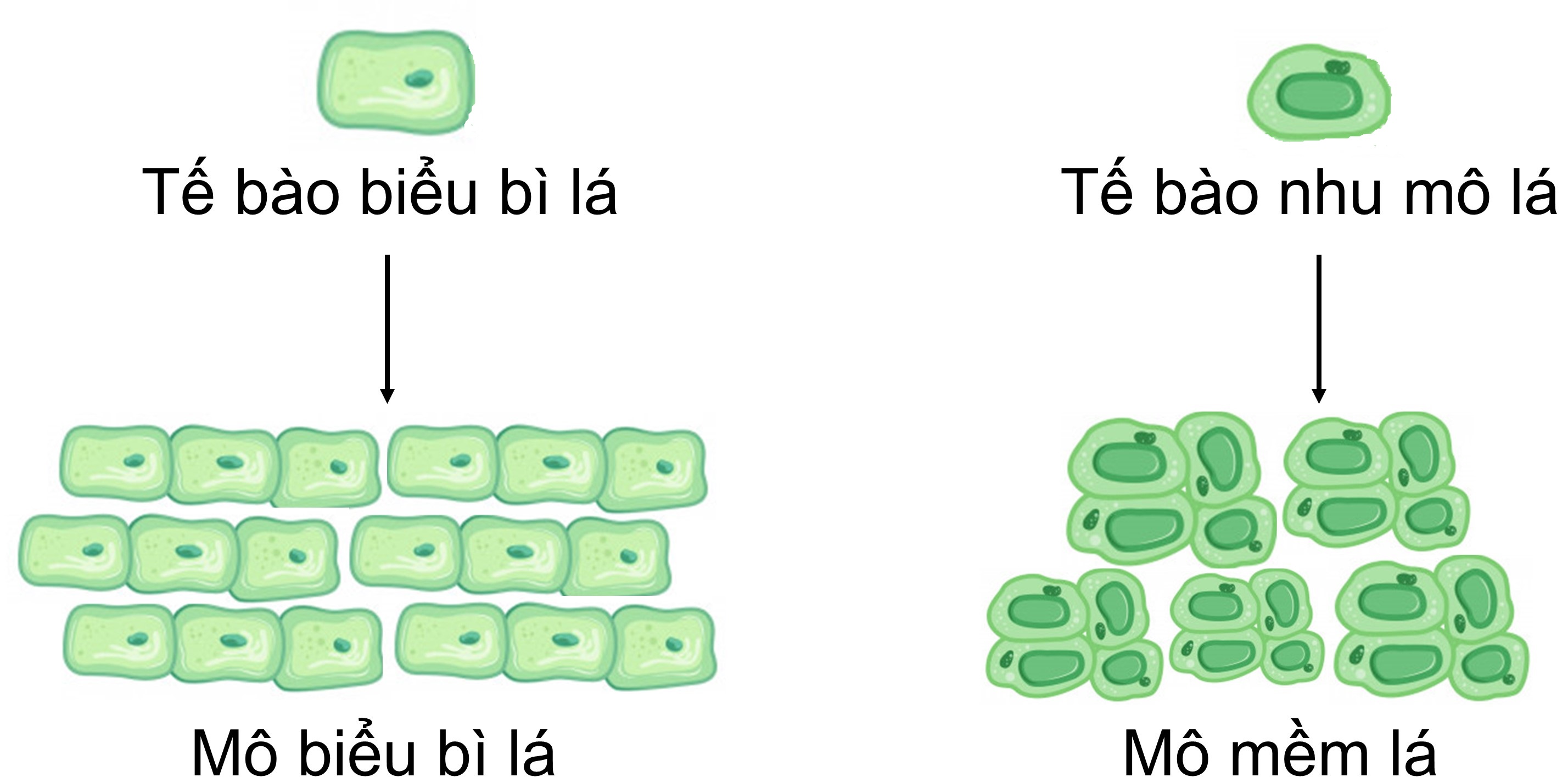 Bài 20: Các cấp độ tổ chức trong cơ thể đa bào - Hoc24