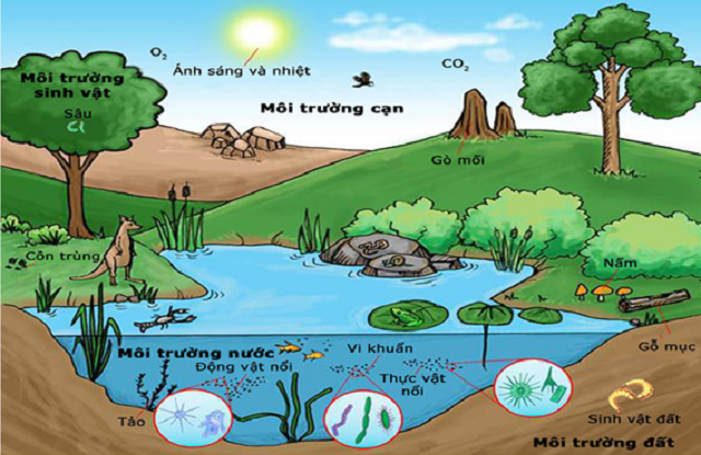 Nhân tố hữu sinh là những chất hữu cơ có trong môi trường xung quanh