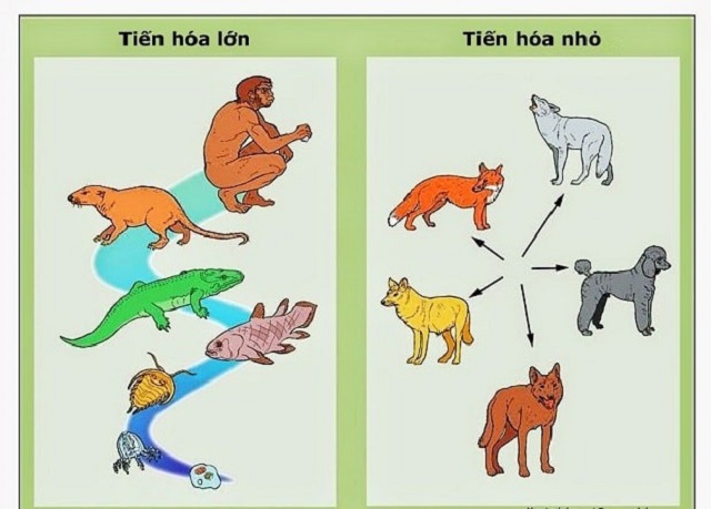 Thông thường những nhân tố sinh thái thường sẽ tiến hóa để phù hợp với môi trường sống