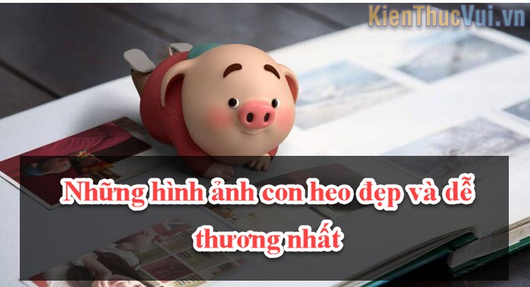 nhung hinh anh con heo dep va de thuong nhat 1 nhung hinh anh con heo dep va de thuong nhat 1