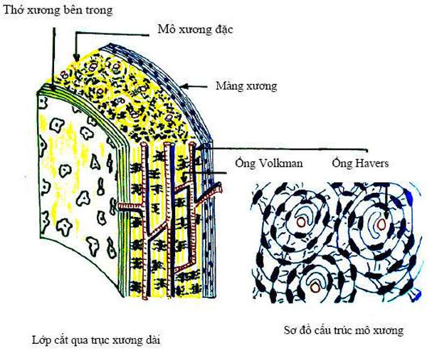 o xuong dai mang xuong co chuc nang gi 1 o xuong dai mang xuong co chuc nang gi 1