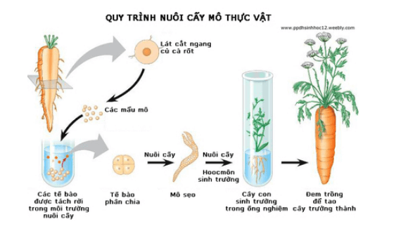 Phân biệt hình thức Sinh sản vô tính và Sinh sản hữu tính