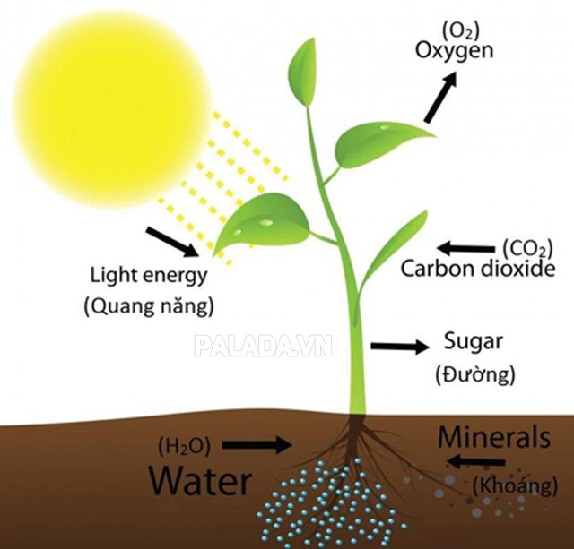 Ý nghĩa của quang hợp và hô hấp ở thực vật