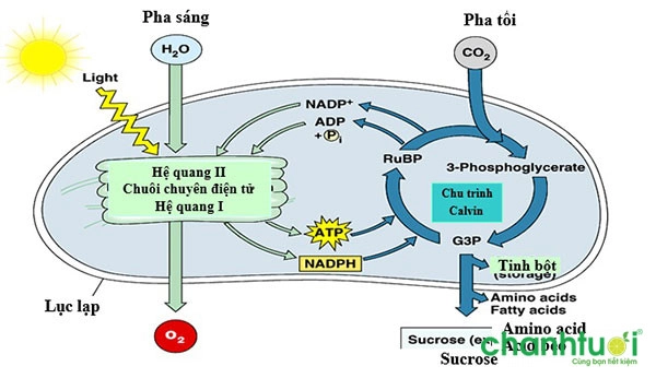 quang hop la gi 1 1 quang hop la gi 1 1