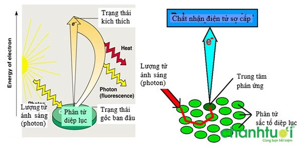 quang hop la gi 2 1 quang hop la gi 2 1