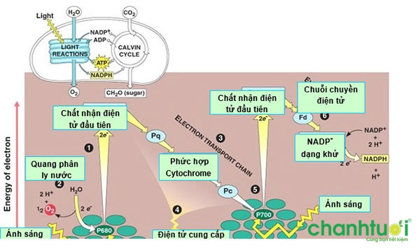 quang hop la gi 4 quang hop la gi 4