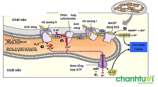 quang hop la gi 5 quang hop la gi 5