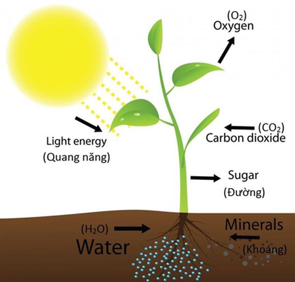 Quá trình quang hợp của cây