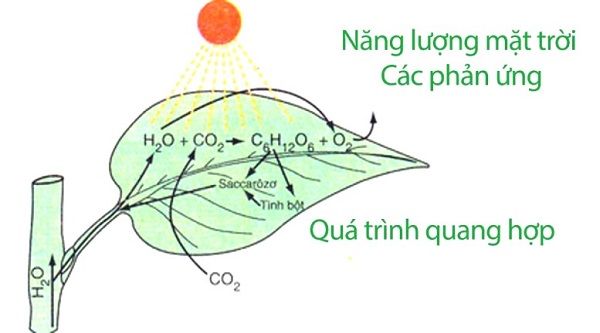 Lá cây hấp thụ ánh sáng và nhờ chất diệp lục tổng hợp