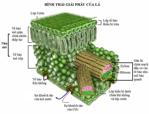 Hình thái lá cây khi quang hợp