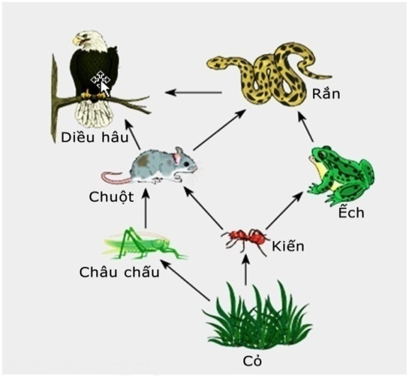 Tổng quan về "sinh vật sản xuất" trong hệ sinh thái | Kiến thức khoa học vui