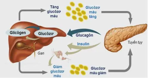 sơ đồ cơ chế duy trì cân bằng nội môi Khái niệm, ý nghĩa, vai trò của bài tiết và cân bằng nội môi