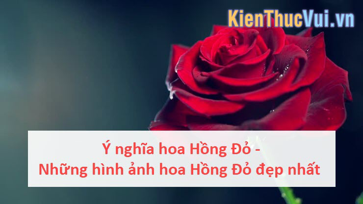 y nghia hoa hong do nhung hinh anh hoa y nghia hoa hong do nhung hinh anh hoa