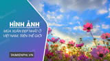 Hinh anh mua xuan dep nhat o Viet Nam tren Hinh anh mua xuan dep nhat o Viet Nam tren