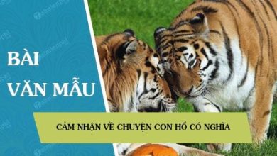 Cam nhan ve truyen Con ho co nghia 390x220 1 Cam nhan ve truyen Con ho co nghia 390x220 1