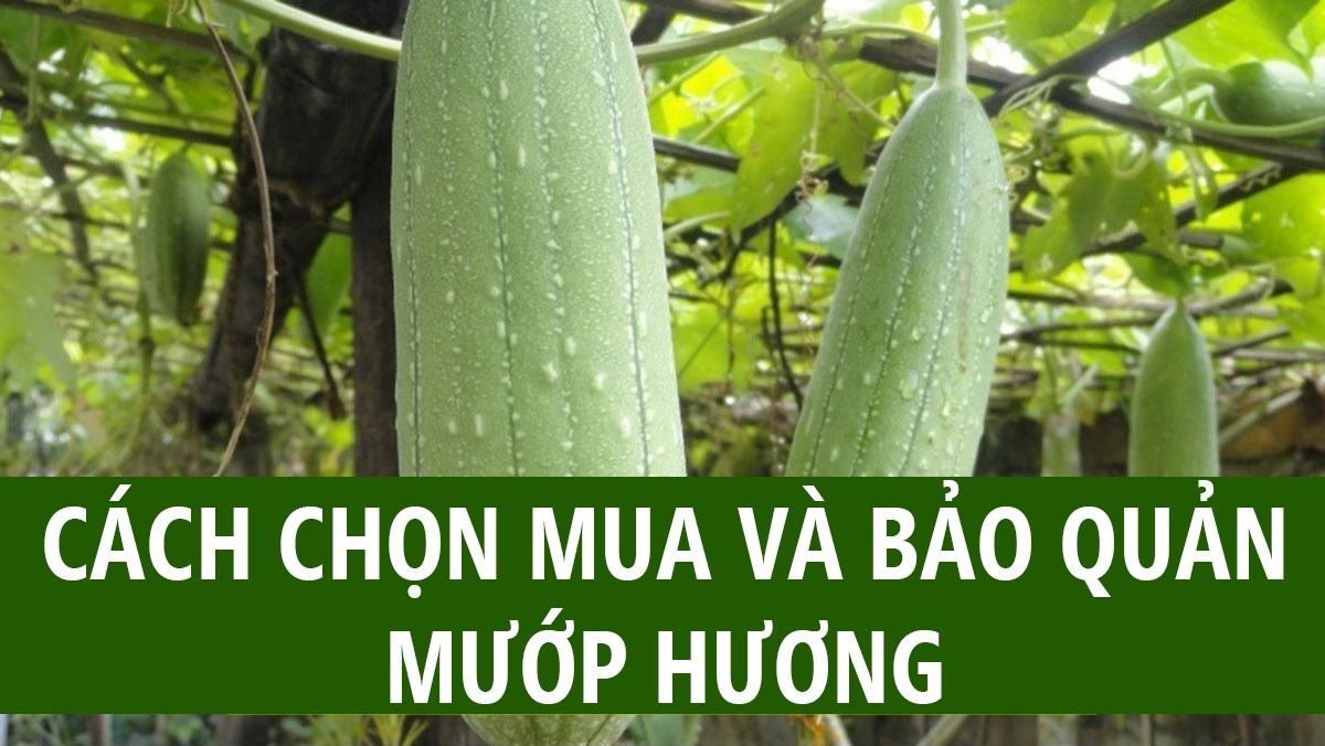 Cách chọn mua và bảo quản mướp hương