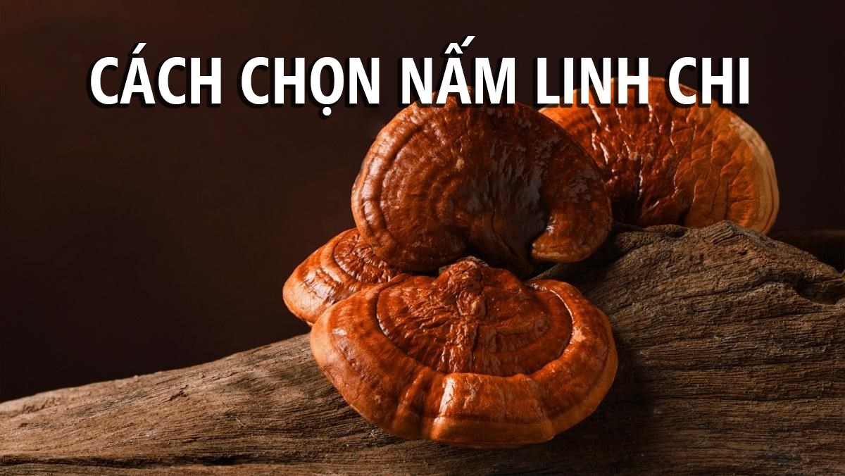 Cách chọn nấm linh chi