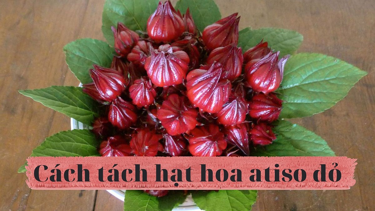 Cách tách hạt hoa atiso đỏ