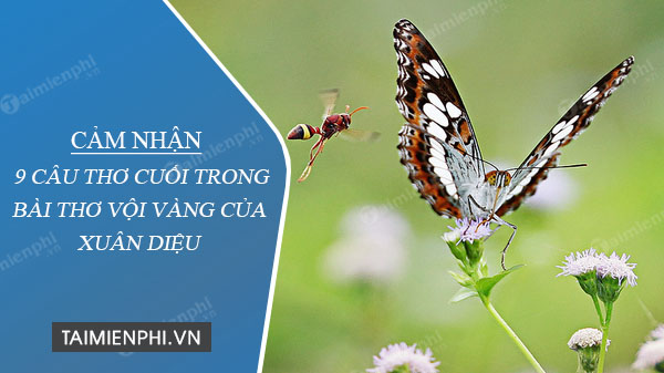 cam nhan 9 cau tho cuoi trong bai tho voi vang cua xuan dieu