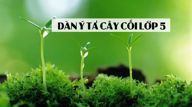 Dàn ý tả cây cối lớp 5