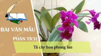 dan y ta cay hoa phong lan 390x220 2 dan y ta cay hoa phong lan 390x220 2