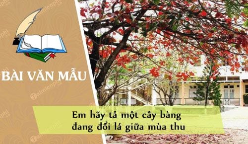 em hay ta mot cay bang dang doi la giua mua thu