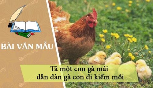 ta mot con ga mai dan dan ga con di kiem moi