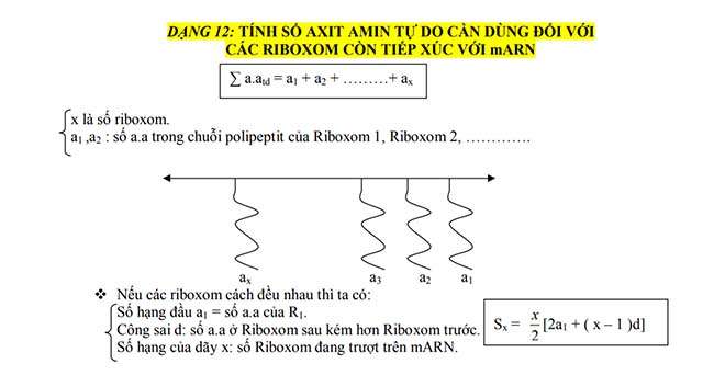 TÍNH SỐ AXIT AMIN TỰ DO CẦN DÙNG ĐỐI VỚI
CÁC RIBOXOM CÒN TIẾP XÚC VỚI mARN