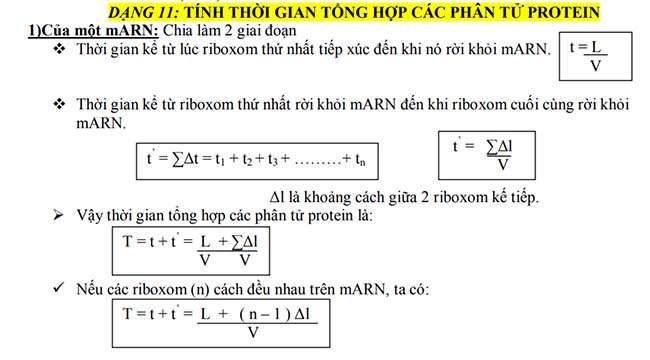 TÍNH THỜI GIAN TỔNG HỢP CÁC PHÂN TỬ PROTEIN