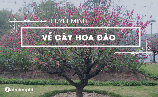 bai van thuyet minh ve cay hoa dao