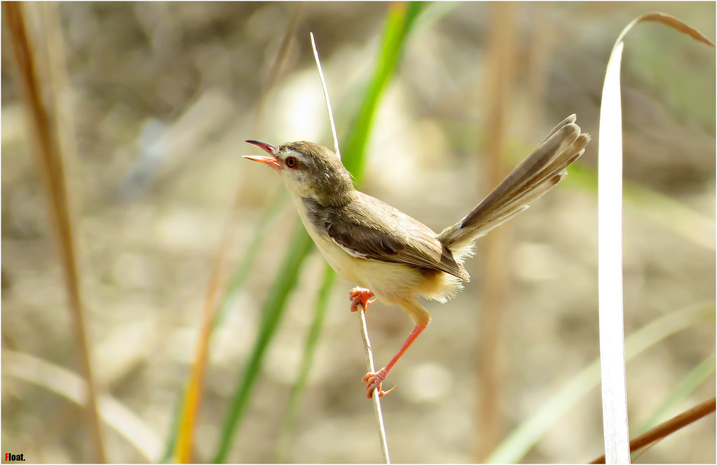 Plain Prinia - Chiền chiện bụng hung | Nghĩa Lê Hiến | Flickr