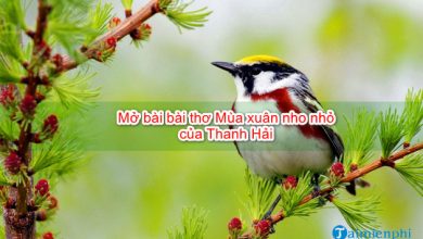 Mo bai bai tho Mua xuan nho nho cua Thanh 390x220 1 Mo bai bai tho Mua xuan nho nho cua Thanh 390x220 1