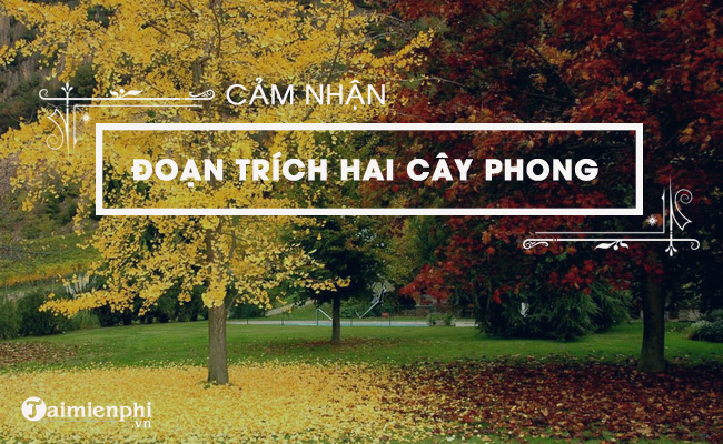 cam nhan hai cay phong cua ai ma top