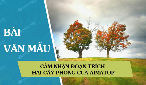 cam nhan doan trich hai cay phong cua aimatop