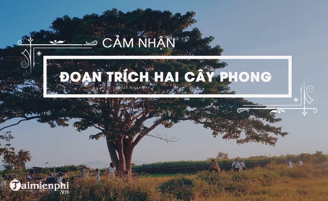 cam nghi ve doan trich hai cay phong