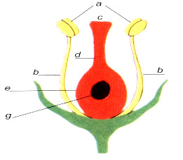 Câu 8