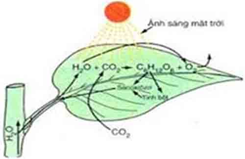 ly thuyet tinh bot 2 ly thuyet tinh bot 2