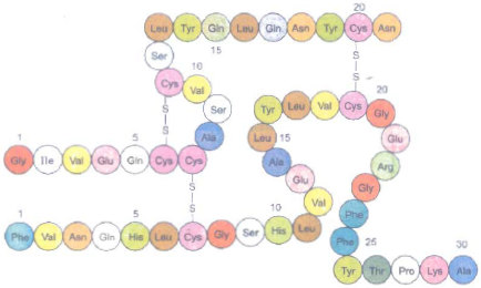 mô hình phân tử của protein insulin