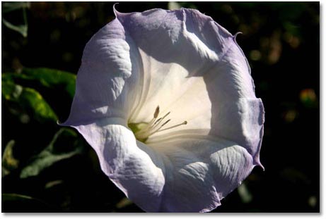 sacred datura sacred datura