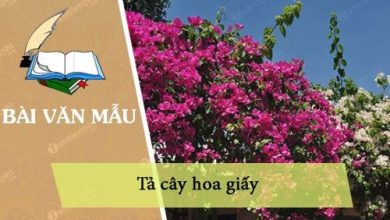 ta cay hoa giay 390x220 1 ta cay hoa giay 390x220 1