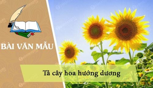 ta cay hoa huong duong