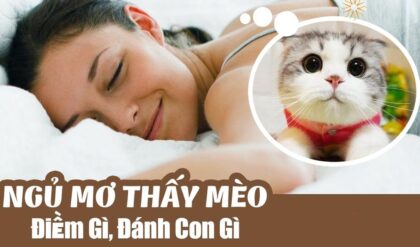 Con meo so may Nam mo thay meo danh so Con meo so may Nam mo thay meo danh so